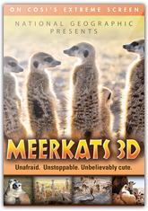 Meerkats