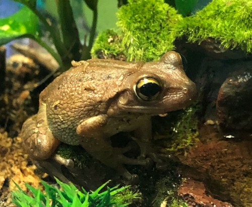 Cuban Tree Frogs