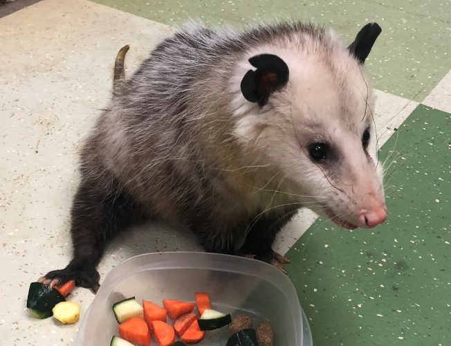 Patches O'Houlihan - Virginia opossum