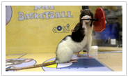 Rat Basketball
